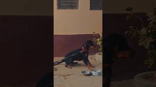 German rottweiler vs Germann shepherd 🐕🐕‍🦺rottweiler doglover trending shorts dogowner pets [upl. by Rebeca]