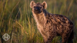 Lone Hyena in Nyerere National Park The Selous  360° Virtual Tour [upl. by Nannah204]