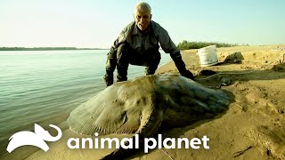 The Biggest Monsters of Season 3  River Monsters  Animal Planet [upl. by Khichabia381]