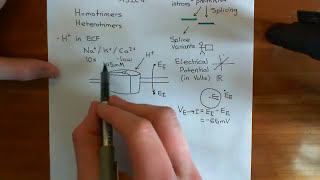 Acid Sensing Ion Channels Part 2 [upl. by Annairba]