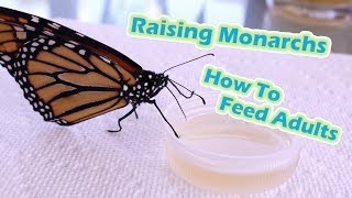 Raising Monarchs  How To Feed Adults Help The Monarch Butterfly [upl. by Akkahs]