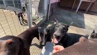 Pet time in Doberman kennel Betelges [upl. by Manus578]