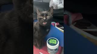 Salem the office cat CATS catsofyoutube [upl. by Enelec]