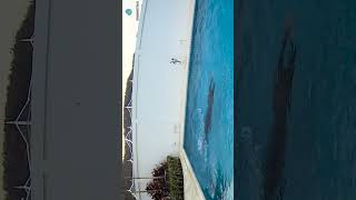 How to Dive into a Pool for Beginners  Step By Step Guide  Exercise 3 [upl. by Mazurek976]