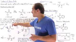 Synthesis of Amino Acids [upl. by Shirlene]