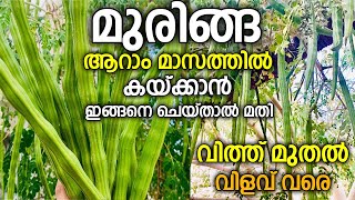 മുരിങ്ങ ആറാം മാസത്തിൽ കയ്ക്കാൻ ജനുവരി മാസത്തിൽ ഇങ്ങനെ ചെയ്താൽ മതി Drumstic Cultivation Tips [upl. by Koa268]