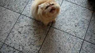 Persian Cats Crying for Food [upl. by Ahsitnauq157]