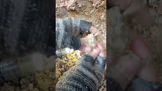 Finding Natural Quartz Crystal Gemstones At The Mountain quartz quartzite crystals mining [upl. by Turro]