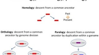 OrthologParalogHomologrelationship between genes and how they are inherited from ancestors [upl. by Ahsirpac]