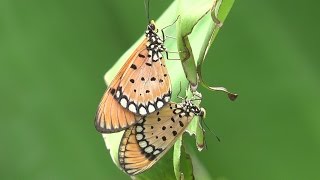 Butterflies of Sri Lanka 1 Acraea violae [upl. by Notnyw]