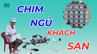 Người đàn ông cho chim trời ngủ khách sạn ăn miễn phí hàng chục năm  ĐỘC LẠ BÌNH DƯƠNG [upl. by Ettedanreb]