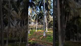 coconut plant in kondagaon baster ✨❤️🌴🌴⭐ [upl. by Ijan567]