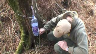 Drink Birch Sap from a tree in the UK [upl. by Rdnaskela158]