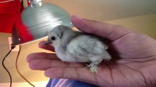 Blue duccle bantam chick [upl. by Eisse]