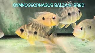 Gymnogeophagus balzanii bred [upl. by Afatsuom]