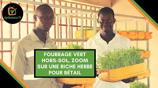 Burkina Faso  Fourrage vert horssol zoom sur une riche herbe pour bétail [upl. by Aicila]