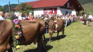 Viehscheid Tannheim Tirol 2011 [upl. by Undry]