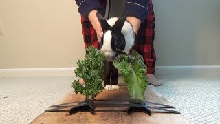 Rabbit Taste Test eating ASMR  Kale or Lettuce [upl. by Southard]