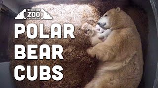 Polar Bear Den Toledo Zoo  1 Hour Replay [upl. by Carvey]