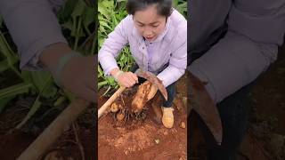 Sweet Potatoes Harvesting from Farm With Rural Farmer Activites satisfying shorts [upl. by Archaimbaud]