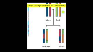 Teilen Zwillinge mehr DNA als Geschwister  Denke Passend [upl. by Najed412]