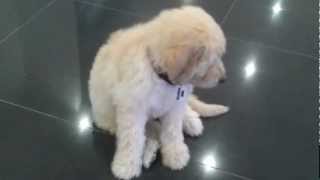 GroodleGoldendoodle  8week old puppy training session  Merlot [upl. by Reitman]