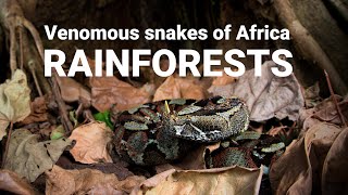 The venomous snakes of Africa  RAINFORESTS Forest cobra Green mamba bush vipers Gaboon viper [upl. by Philippine]