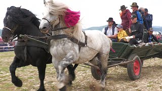 Armăsari linia Fitero  Ilie Huțan de la Horodnic  Bucovina 2023 [upl. by Bazil]