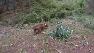 Bassotto tedesco in accostamento su cinghiale [upl. by Siekram]