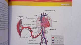 GAMSAT Practice Test 3 Questions 3134 of ACERs Pink Booklet Biology Circulation [upl. by Cindee]