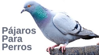 Pájaros para Perros  Pájaros en Pantalla para Entretener a tu Perro O Gato [upl. by Eatton]