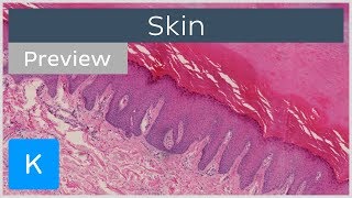 Skin types of tissues and cells preview  Human Histology  Kenhub [upl. by Ierbua628]