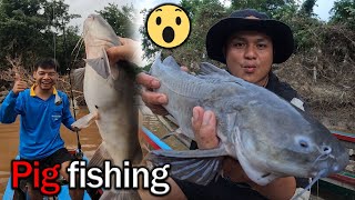 Caught a pigfish in the Moei River for the first time [upl. by Eraste496]