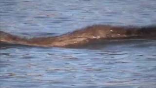 Mink Chasing Muskrat [upl. by Eneliak559]