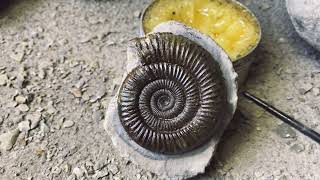 Prepping An Ammonite Found While Fossil Hunting [upl. by Solracesoj]