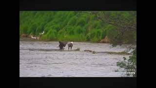 Bald Eagle Catches Fish Drags it to a Sandbar Won’t Share With Mate 06292024 exploreorg [upl. by Fagaly]