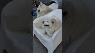 Two Samoyeds relaxing in their chairs dogshorts [upl. by Monto]