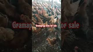 Gramapriya hens for saleAverage weight 15 kg phno 9655810433 [upl. by Berthold711]