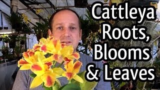 Rescue Cattleya Orchid Care  Cattleya Blooms How to regrow Orchid roots and Trim ugly leaves [upl. by Viridissa]