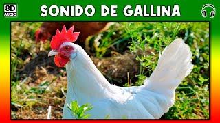 SONIDO DE GALLINA 🐔 [upl. by Hobey804]