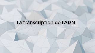 SVT  1ère S  La transcription de lADN [upl. by Pascale321]