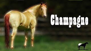 Caballos Champagne quotJoya Genéticaquot Caballos De Oro 🐴Del Cerro Soy [upl. by Berard]