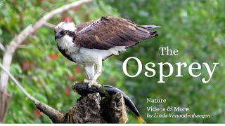 The Osprey [upl. by Eppillihp755]