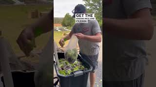 How to clean and dry lettuce from the garden cleaninglettuce gardening marketgardening shorts [upl. by Larentia]