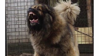 Caucasian Shepherd Dogs CRAZIEST ATTACKS 2020 [upl. by Anaeda322]