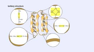 Protein Structure  Primary Secondary Tertiary and Quaternary [upl. by Luo]