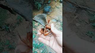 Local crab hunting video [upl. by Elleirda]