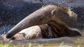 How A Giant Anteater Keeps Cool in the Texas heat [upl. by Marcin406]