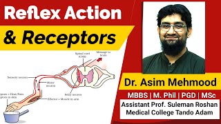 Reflex Action and Receptors  Hindi  Urdu [upl. by Erot]