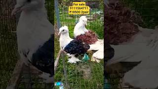 frillback pigeon❤ pigeon fancypigeon kabootar pigeonlover hyderabadpigeon gujratpigeon [upl. by Dodd]